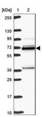 Anti-HNRNPL antibody produced in rabbit Prestige Antibodies® Powered by Atlas Antibodies, affinity isolated antibody, buffered aqueous glycerol solution