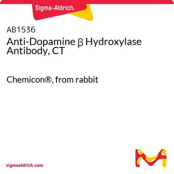Anti-Dopamine &#946; Hydroxylase Antibody, CT Chemicon&#174;, from rabbit