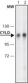 Anti-CYLD antibody produced in rabbit ~1.0 mg/mL, affinity isolated antibody, buffered aqueous solution