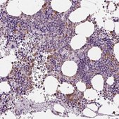 Anti-MPO antibody produced in rabbit Prestige Antibodies® Powered by Atlas Antibodies, affinity isolated antibody, buffered aqueous glycerol solution