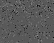 J774A.1 Cell Line from mouse NOTE: Both the cell line and DNA from the cell line may be available for this product. Please choose -1VL or VIAL for cells, or -DNA-5UG for DNA, 91051511, mouse blood, Not specified