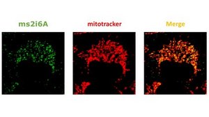 Anti-mS2i6A Antibody, clone CL-3 clone CL-3, from mouse