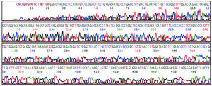 REDExtract-N-Amp™ Blood PCR Kit sufficient for 1000 extractions, sufficient for 1000 amplifications