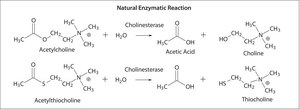 Acetylcholinesterase from human erythrocytes buffered aqueous solution, ≥500 units/mg protein (BCA)
