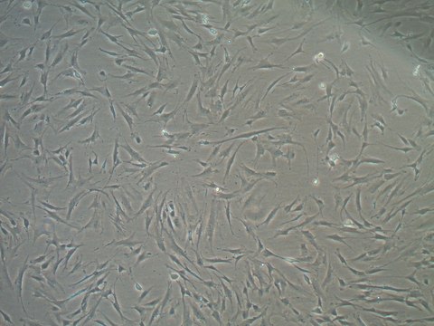 ウシ胎児血清 US Origin, Mesenchymal Stem Cell Qualified FBS