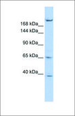 Anti-KIF13B antibody produced in rabbit affinity isolated antibody