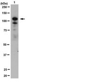 Anti-PI3 Kinase Antibody, p110α from rabbit, purified by affinity chromatography