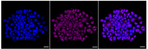 Anti-phospho-AMPK alpha 2 (Ser491) Antibody, clone 23GB5675, Rabbit Monoclonal clone 23GB5675, recombinant rabbit monoclonal, expressed in HEK293 cells