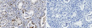 Anti-APOBEC3B Antibody, clone 5210-87-133 ZooMAb® Rabbit Monoclonal recombinant, expressed in HEK 293 cells