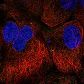 Anti-SPICE1 antibody produced in rabbit Prestige Antibodies® Powered by Atlas Antibodies, affinity isolated antibody, buffered aqueous glycerol solution