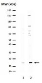 Anticuerpo anti-caspasa 3, forma activa (escindida) Chemicon®, from rabbit