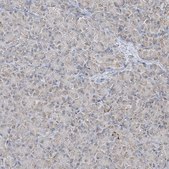 Anti-MAPKBP1 antibody produced in rabbit Prestige Antibodies® Powered by Atlas Antibodies, affinity isolated antibody, buffered aqueous glycerol solution