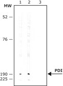 Anti-Myosin Va (LE-16) antibody produced in rabbit ~0.5 mg/mL, affinity isolated antibody, buffered aqueous solution