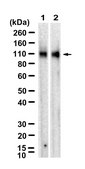 Anti-ApoER2/LRP-8 Antibody, clone 1B13 ZooMAb® Rabbit Monoclonal recombinant, expressed in HEK 293 cells