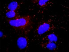Monoclonal Anti-PLCG1 antibody produced in mouse clone 2A2, purified immunoglobulin, buffered aqueous solution