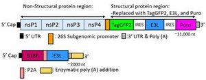 TagGFP2 Simplicon® RNA（E3L）キット To determine optimal transfection conditions to express the self-replicating RNA of your interest through using Simplicon® Cloning Vector (E3L) (Part #:SCR724) in hard-to- transfect somatic or primary cells