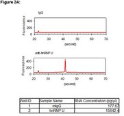 RIPAb+ hnRNP U - RIP Validated Antibody and Primer Set clone 3G6, from mouse