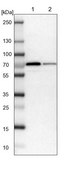 Anti-H6PD antibody produced in rabbit Ab1, Prestige Antibodies® Powered by Atlas Antibodies, affinity isolated antibody, buffered aqueous glycerol solution