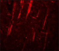 Anti-NALP12 antibody produced in rabbit affinity isolated antibody, buffered aqueous solution