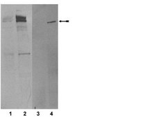 ATM/Chk2 Pathway Explorer Antibody MiniPack Upstate®, from mouse, unconjugated