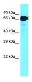 Anti-SLC7A8 antibody produced in rabbit IgG fraction of antiserum