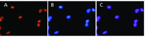 抗HMGB1 (HMG1) (N-末端) ウサギ宿主抗体 affinity isolated antibody, buffered aqueous solution