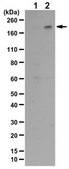 Anti-phospho-NUMA1 Antibody (Thr2055) from rabbit, purified by affinity chromatography