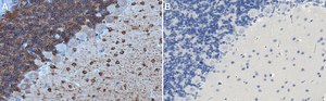 Anti-MAP2 Antibody, clone 5F9 clone 5F9, Upstate®, from mouse