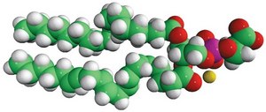 18:0-20:4 PS 1-stearoyl-2-arachidonoyl-sn-glycero-3-phospho-L-serine (sodium salt), chloroform