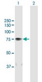 Anti-COIL antibody produced in mouse purified immunoglobulin, buffered aqueous solution