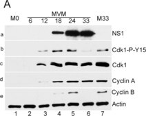 Anti-Cyclin B1 Antibody, clone GNS3 (8A5D12) clone GNS3 (8A5D12), Upstate®, from mouse
