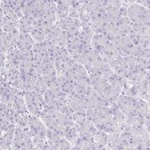 Anti-VGLL1 antibody produced in rabbit Prestige Antibodies® Powered by Atlas Antibodies, affinity isolated antibody, buffered aqueous glycerol solution