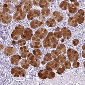 Anti-TFF2 antibody produced in rabbit Prestige Antibodies® Powered by Atlas Antibodies, affinity isolated antibody, buffered aqueous glycerol solution