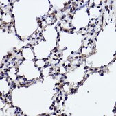Anti-RANBP3 Antibody, clone 8H7W3, Rabbit Monoclonal