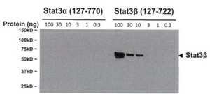 Anti-Stat3b Antibody, clone 516 G10H9 clone 516 G10H9, from mouse