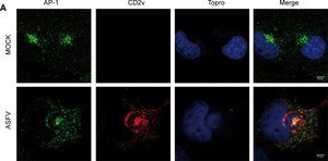 Monoclonal Anti-γ-Adaptin antibody produced in mouse clone 100/3, ascites fluid