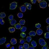 Anti-CRMP1 antibody produced in rabbit Prestige Antibodies® Powered by Atlas Antibodies, affinity isolated antibody, buffered aqueous glycerol solution
