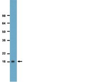 ChIPAb+ Monomethyl-Histone H3 (Lys9) - ChIP Validated Antibody and Primer Set clone CMA306, from mouse, purified by using protein G