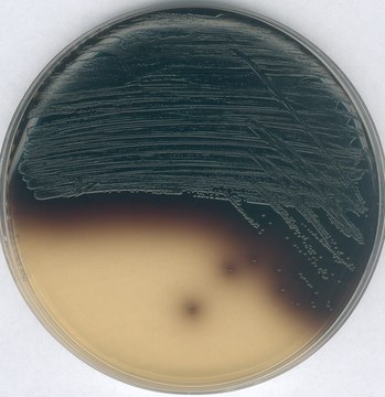 Kanamycin esculin azide agar GranuCult&#174; plus, granular, for Enterococcus spp., pack of 500&#160;g