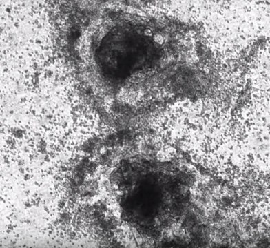 ECMatrix-221 E8 Laminin Substrate Xeno-free laminin-221 coating for the differentiation of pluripotent stem cells into cardiomyocytes, 350 μg (CHO-S derived)
