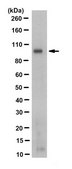Anti-PSD95 Antibody, clone 3H4.3 clone 3H4.3, from mouse