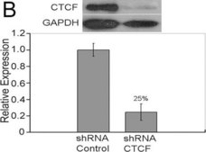 Anti-CTCF Antibody serum, Upstate®