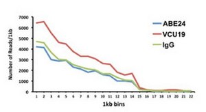 Anti-BPTF (VCU19) from rabbit, purified by affinity chromatography