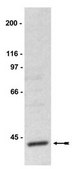 SAPK Pathway Explorer Antibody Minipack Upstate®