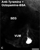 Anti-Tyramine Antibody serum, Chemicon®