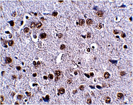 Anti-LRFN4 Antibody from rabbit, purified by affinity chromatography