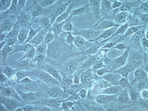 AC16 Human Cardiomyocyte Cell Line AC16 Human Cardiomyocytes can be serially passaged and can differentiate when cultured in mitogen-free medium. The cells may be used to study developmental regulation of cardiomyocytes.