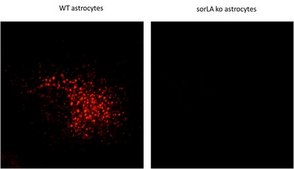 Anti-SorLA Antibody, clone 20C11 clone 20C11, from mouse