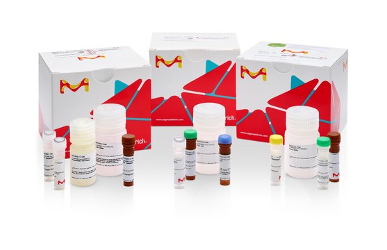 ATP Assay Kit sufficient for 100 colorimetric or fluorometric tests