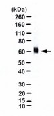 Anti-Glutamate Transporter Antibody, Glial serum, Chemicon®